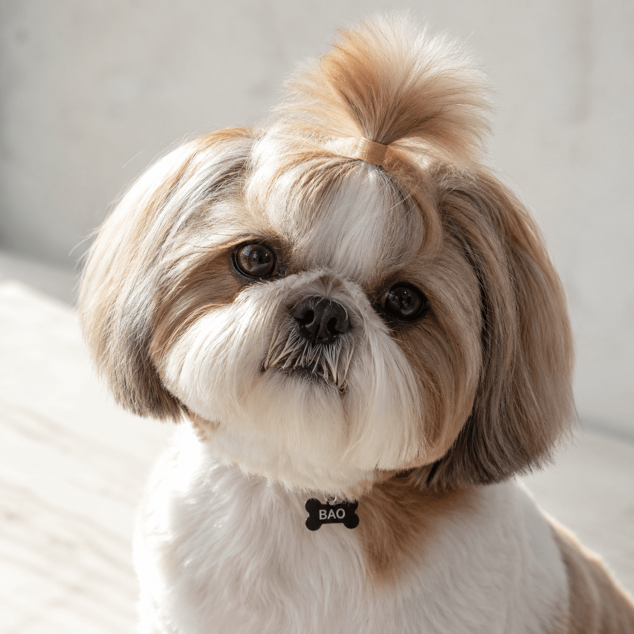 Bao the bichon