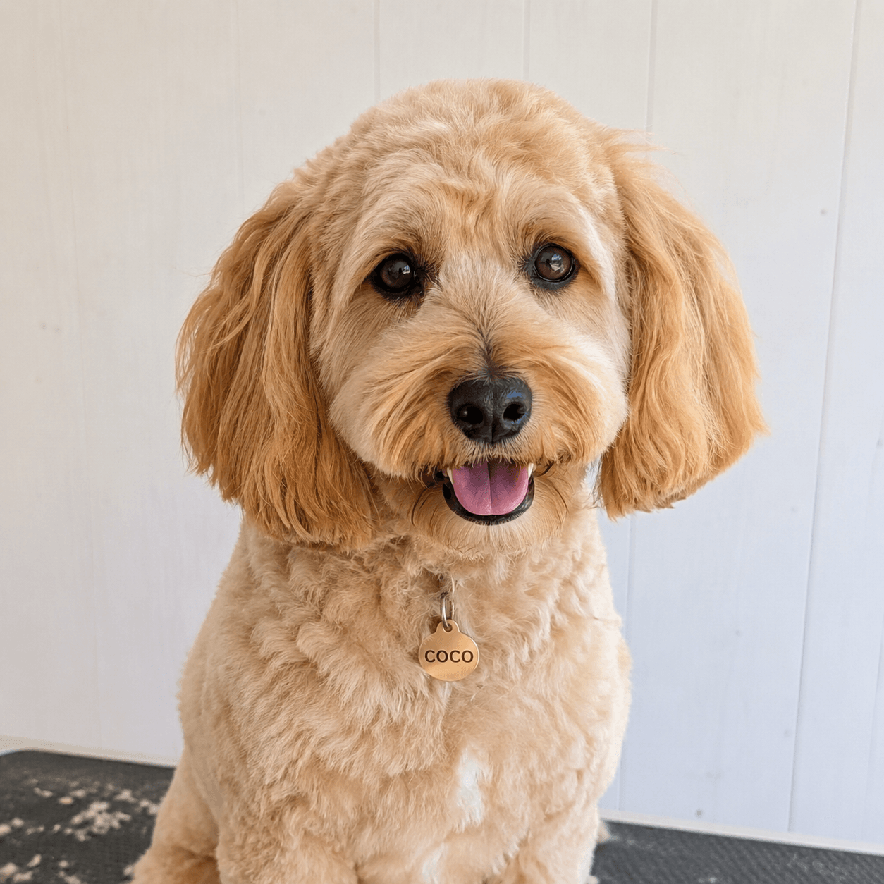 Coco the doodle