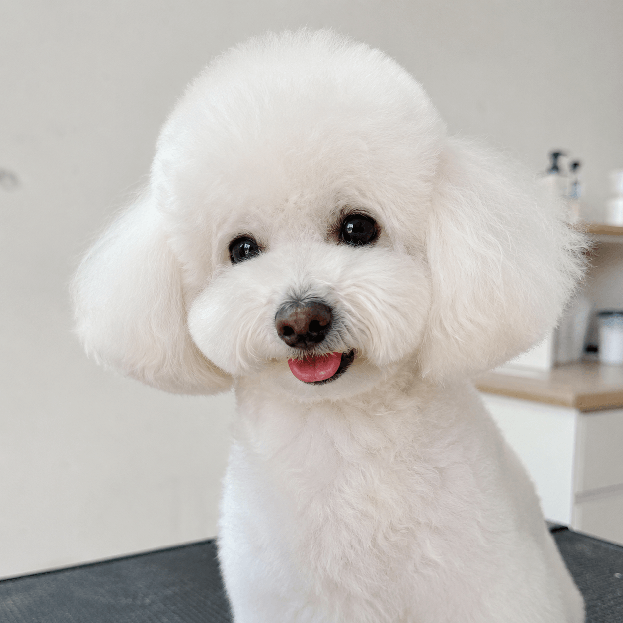 Mochi the shih tzu