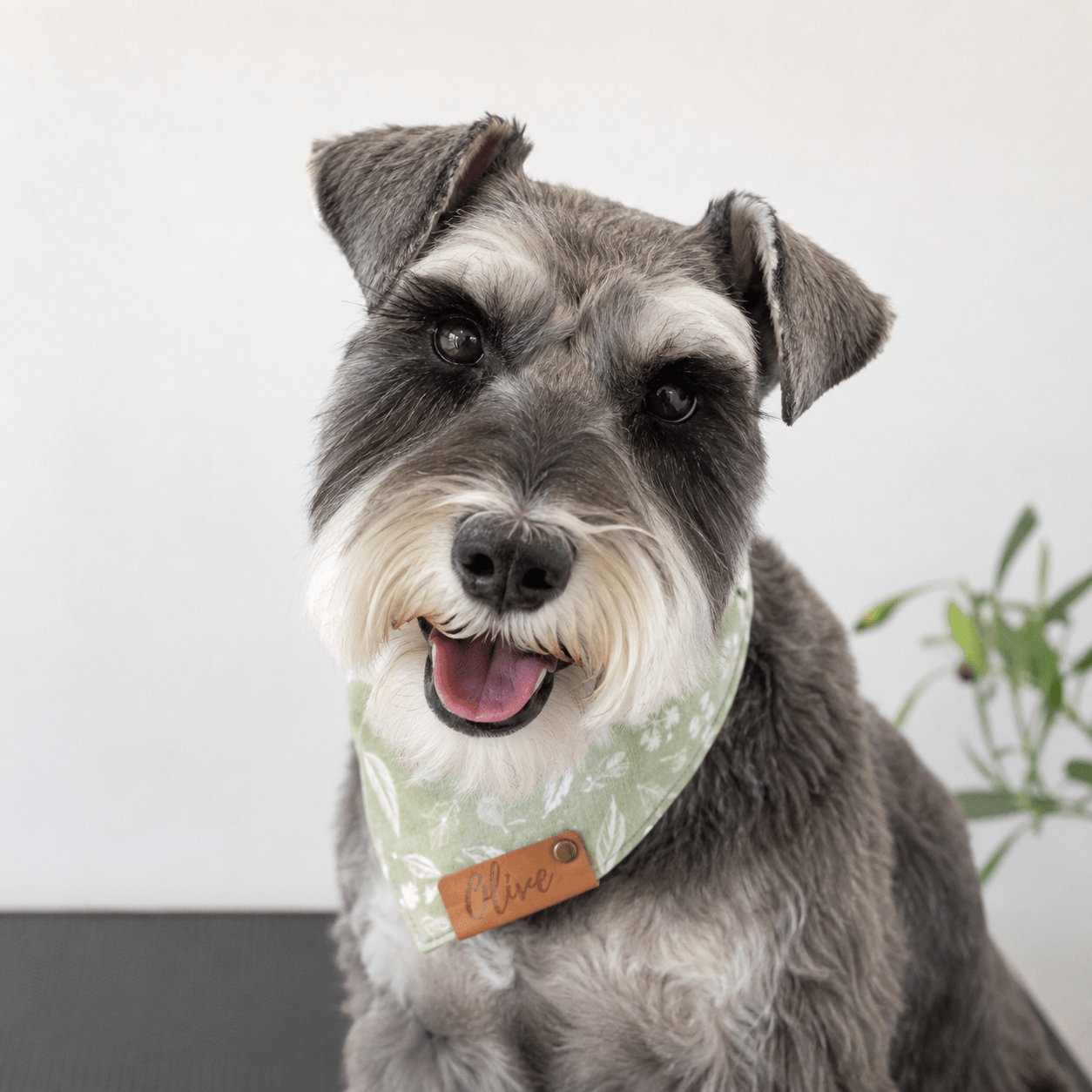 Olive the yorkie