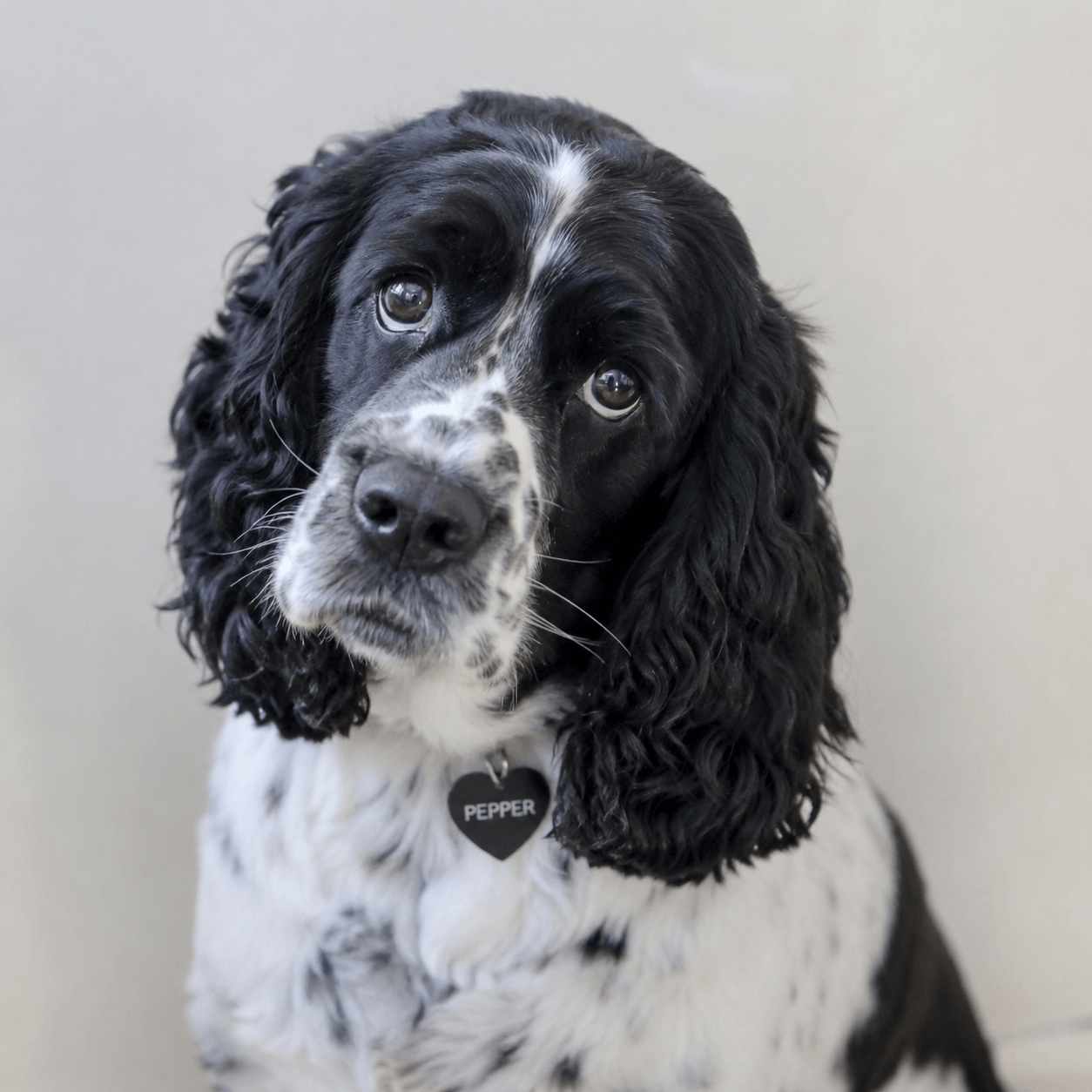 Pepper the cocker
